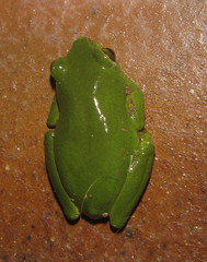 Hyperolius tuberilinguis