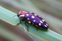 Diphucrania duodecimmaculata