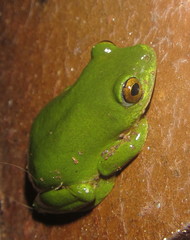 Hyperolius tuberilinguis