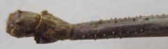 Alienobostra