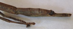 Alienobostra