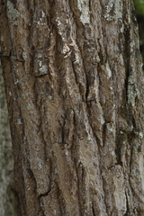 Cedrela fissilis