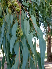 Eucalyptus