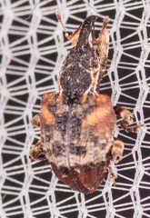 Conotrachelus anaglypticus