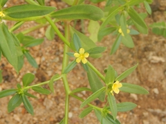 Portulaca mucronata