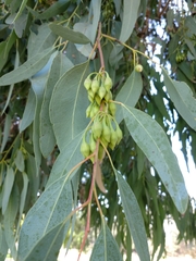 Eucalyptus
