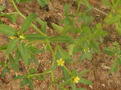 Portulaca mucronata