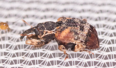 Conotrachelus anaglypticus