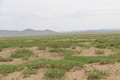 Caragana microphylla