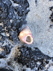 Prothalotia pulcherrima