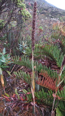Chusquea tessellata