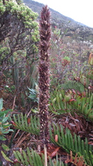 Chusquea tessellata