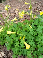 Oxalis pes-caprae