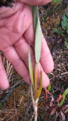 Chusquea tessellata