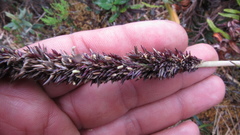 Chusquea tessellata