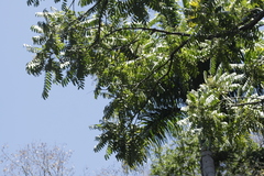 Cedrela fissilis