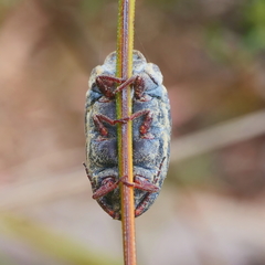 Callipappus