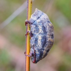 Callipappus
