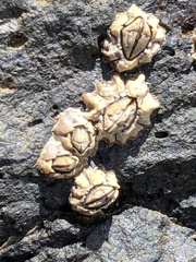 Chthamalus antennatus