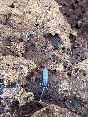 Pogonognathellus dubius