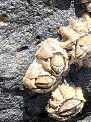 Chthamalus antennatus