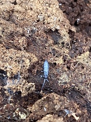 Pogonognathellus dubius