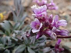 Boechera breweri