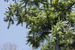 Cedrela fissilis