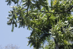 Cedrela fissilis
