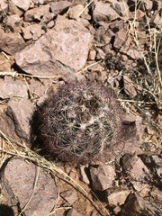 Echinomastus intertextus