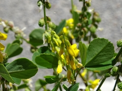 Melilotus italicus