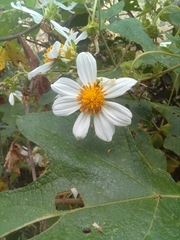 Montanoa grandiflora
