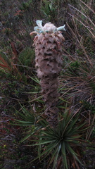 Puya trianae