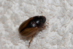 Leucothyreus marginaticollis