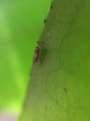 Ishiharella polyphemus