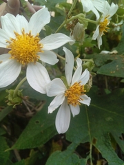 Montanoa grandiflora