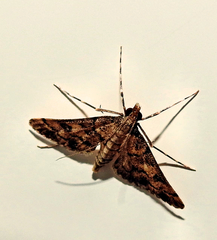 Steniini