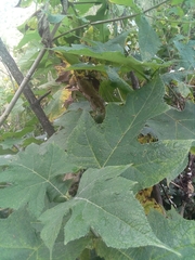 Montanoa grandiflora
