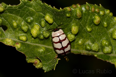 Alagoasa decemguttata