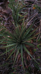Puya trianae