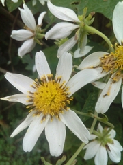 Montanoa grandiflora