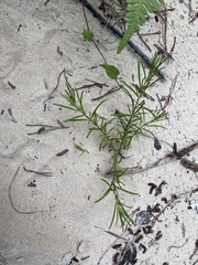 Conradina verticillata