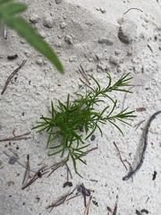 Conradina verticillata