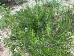 Conradina verticillata