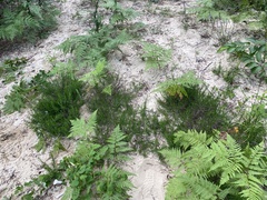 Conradina verticillata