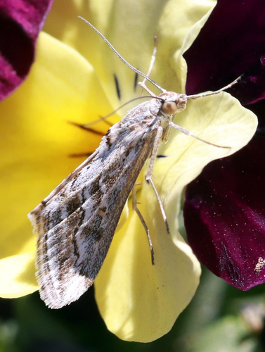 Gray Evergestis photo 2