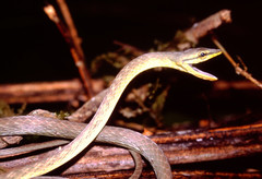 Oxybelis brevirostris