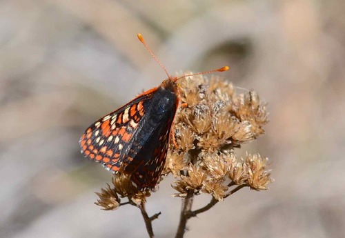 iNaturalist observation photo of Edith’s Checkerspot