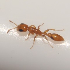 Pseudomyrmex simplex