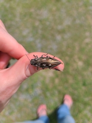 Chalcophora georgiana